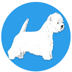 Allevamento West Highland White Terrier