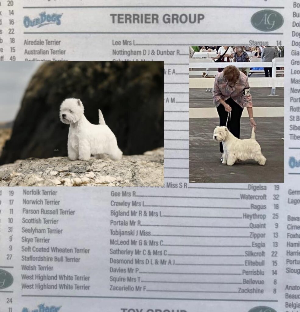 top kennel uk